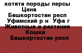 котята породы персы › Цена ­ 1 000 - Башкортостан респ., Уфимский р-н, Уфа г. Животные и растения » Кошки   . Башкортостан респ.